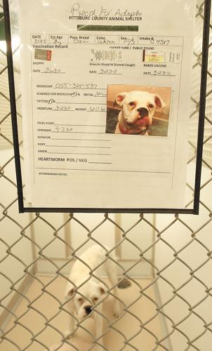 McAlester animal shelter only temporary home for unwanted pets | Local News  