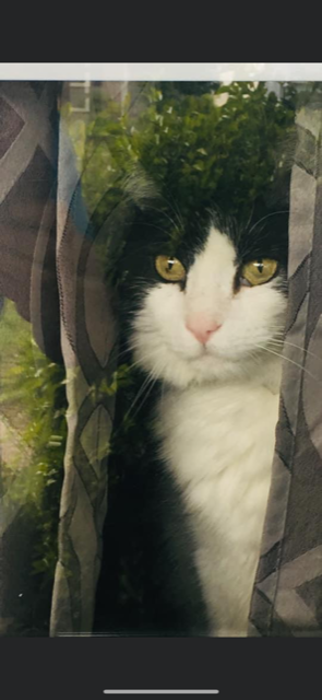 9. Ralph the cat