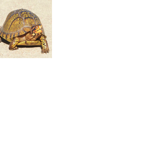 OUR VIEWS: Turtle season is here: Let’s help them reach their destination