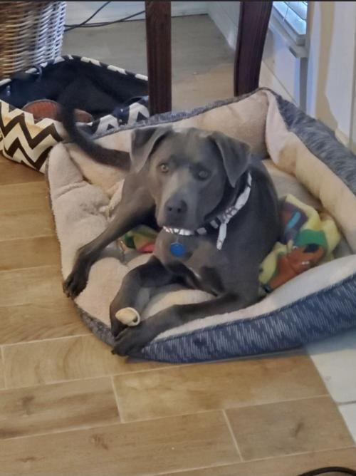 9. Charlie the dog