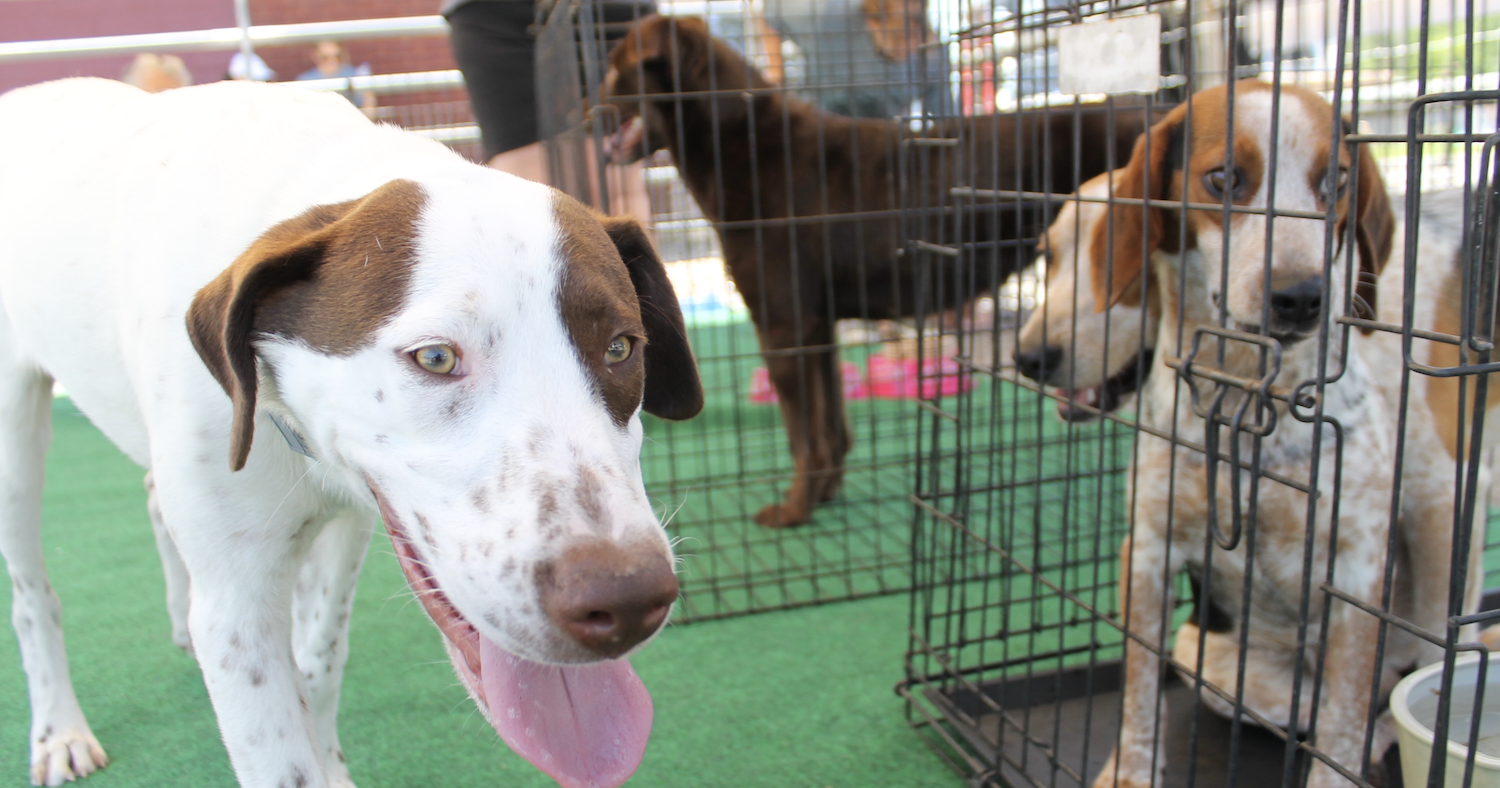 Volunteers work to control stray pet population - Vimarsana News