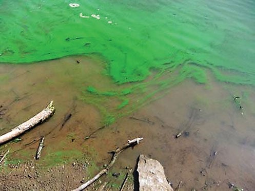 Lake Eufaula begins to grow toxic algae | Local News | mcalesternews.com