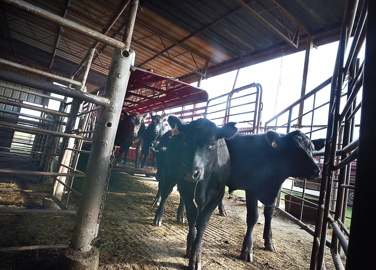 No bull — Beef prices steer upward News