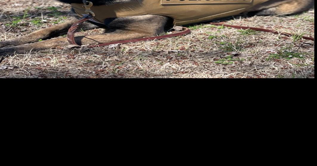 Savanna Police Department’s K9 Captain receives body armor News