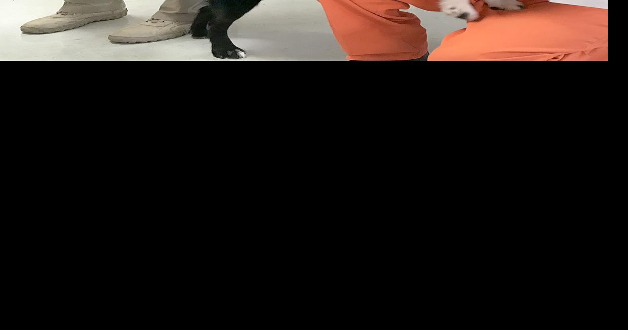 Pawsome reunion Service dogs, inmate trainers reunited at JBCC Don