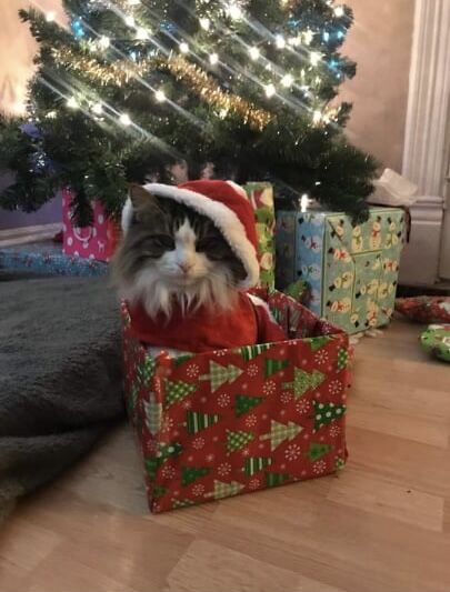 21. Kolby Jack the cat