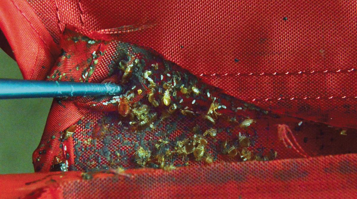 Bedbugs found at federally subsidized apartments | News | mcalesternews.com