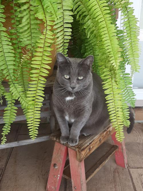 24. Cornflake the cat