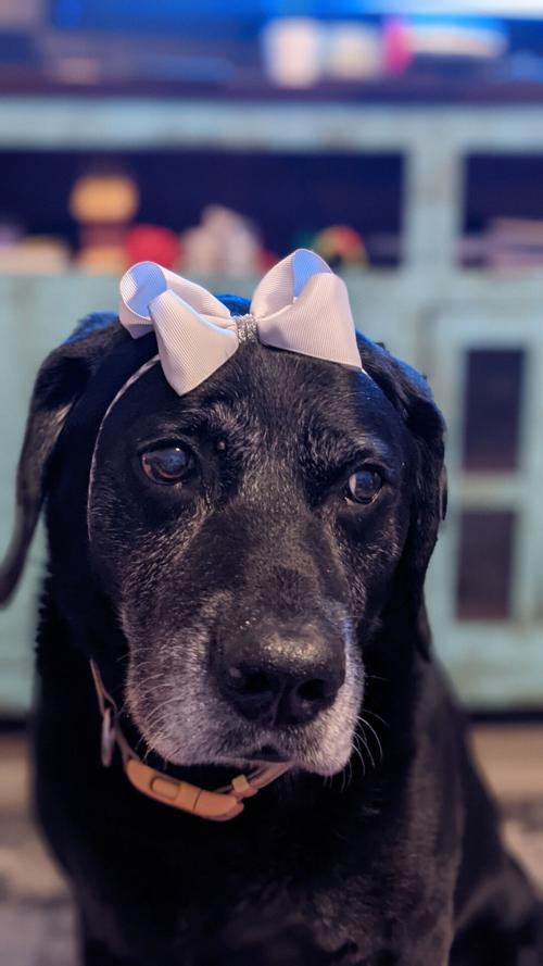 12. Gus the dog