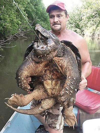 Large Alligator Snapping Turtle found at Lake Eufaula | Local News