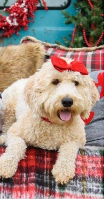 11. Remmi the dog