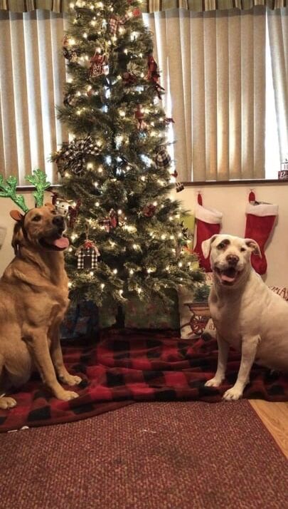 22. Dexter and Daisy the dogs