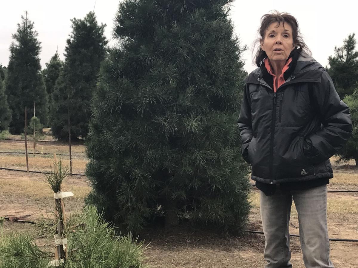 Local Christmas Tree Farm Offers Full Holiday Preparations News Mcalesternews Com