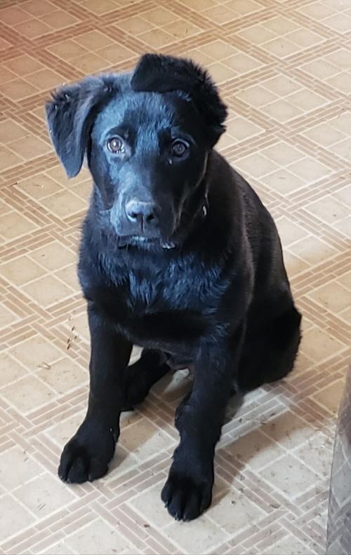 4. Dixie Jane the dog