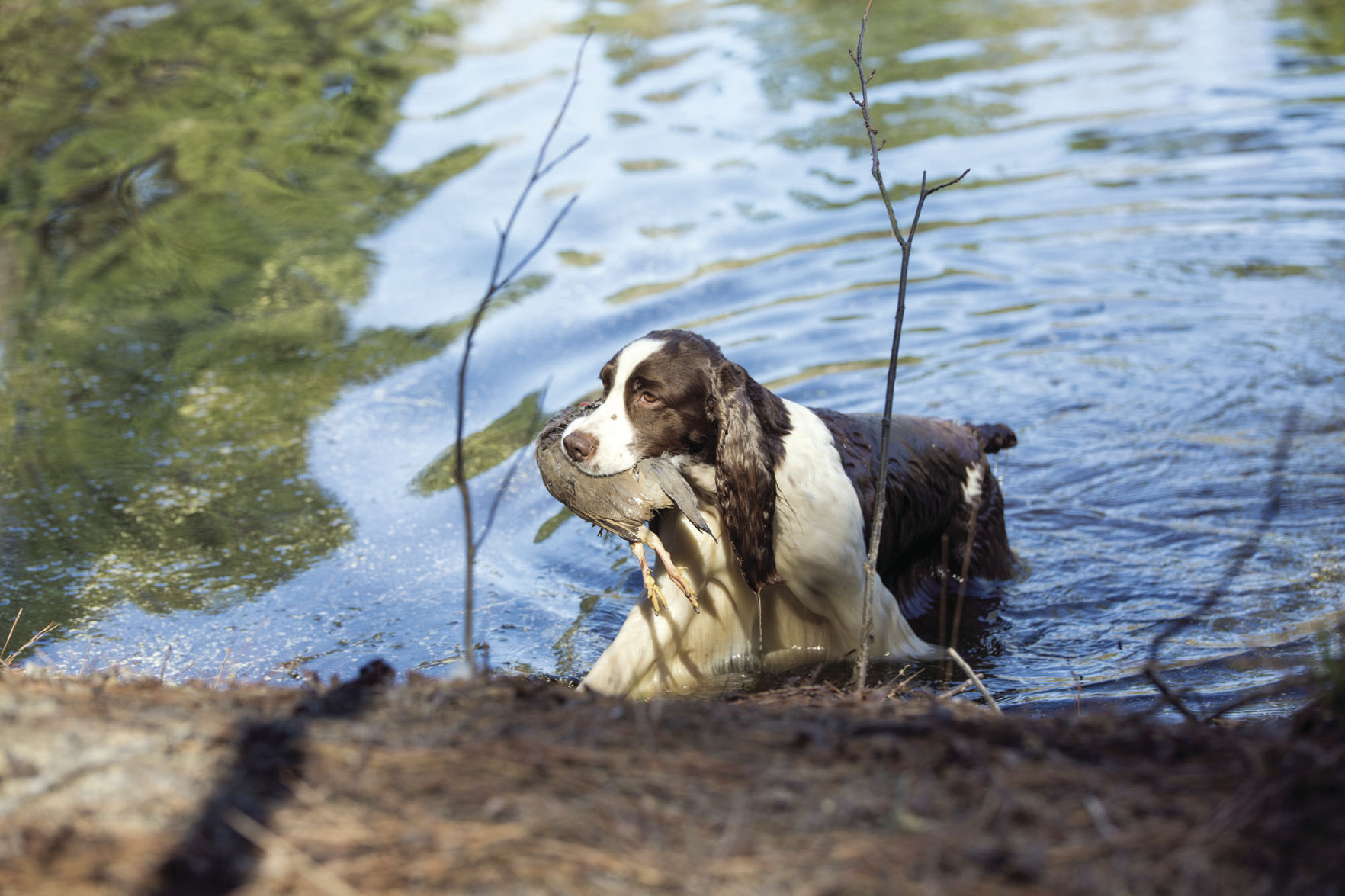 spaniel hunt test