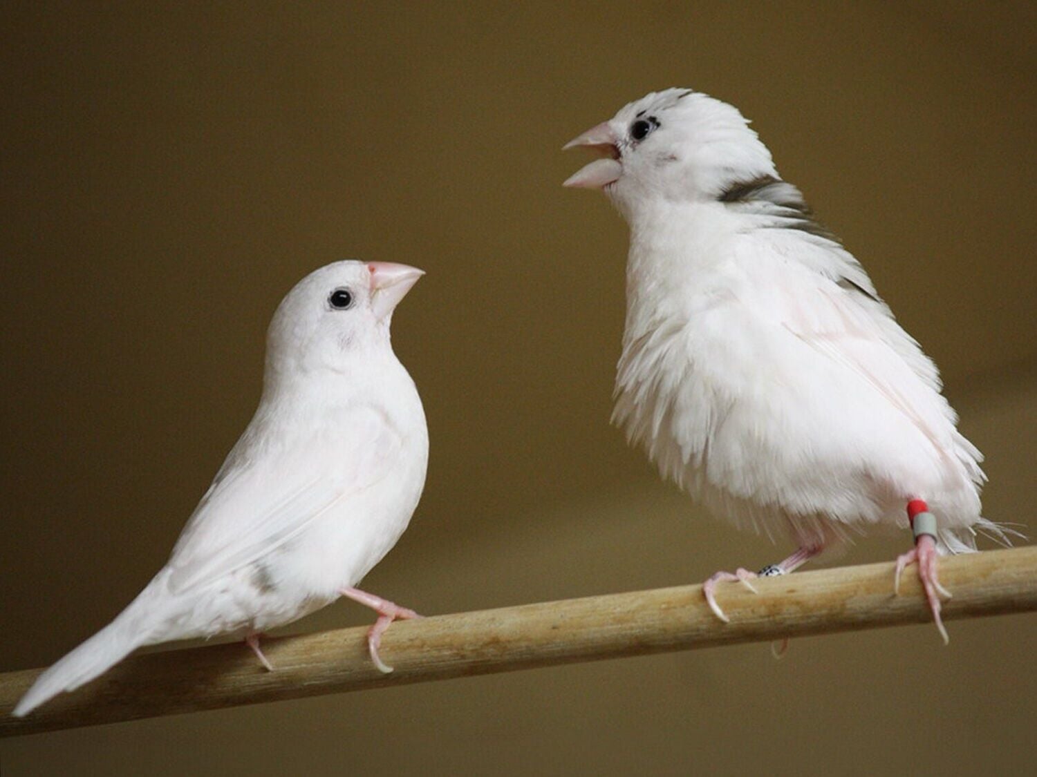 Science reveals birdsong shares hidden pattern with human language ...