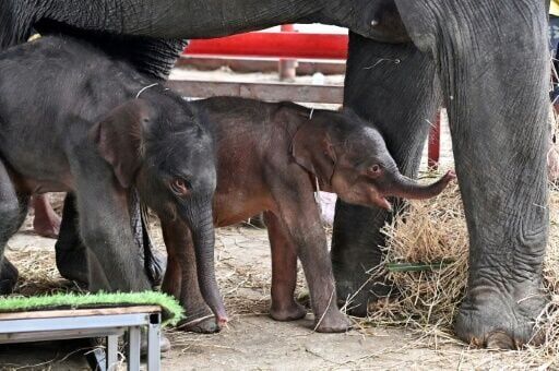 Rare elephant twins born in dramatic birth in Thailand | National News ...