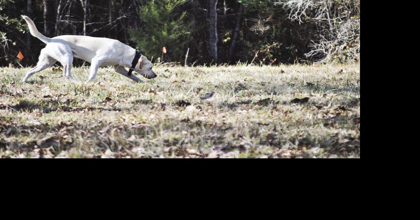 Cadaver dogs sniff out graves at historic Ansley Cemetery News