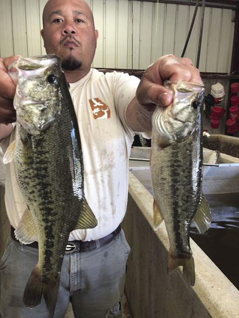The Mcduffie Hatchery Replenishes What S Taken News Mcduffieprogress Com