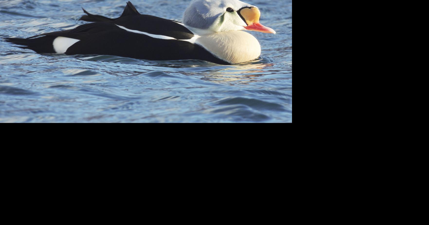 All creatures have to prepare for the cold | Nature | mdislander.com