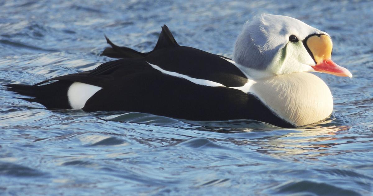 Cold Creatures All creatures have to prepare for the cold | Nature | mdislander.com