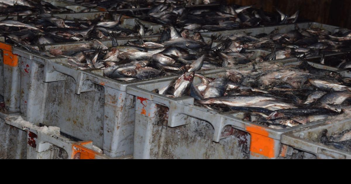 Cut in herring quota bodes ill for lobster News