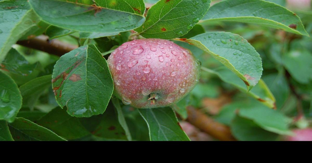 Apple tree will honor Rockefeller | News | mdislander.com