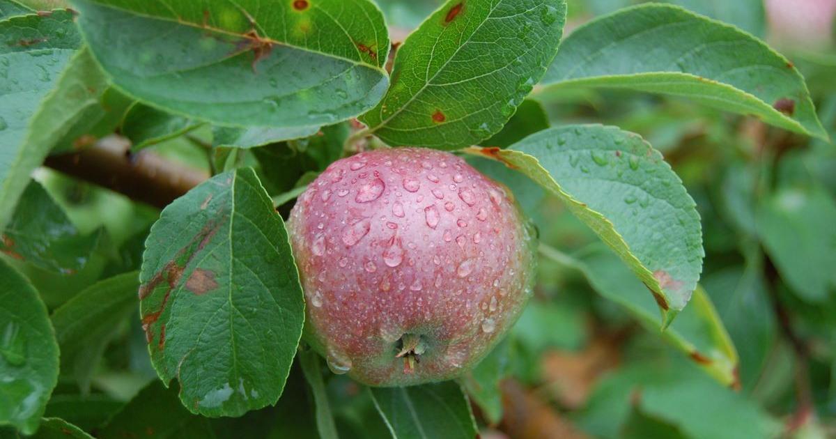 Apple Rockefeller Apple tree will honor Rockefeller | News | mdislander.com