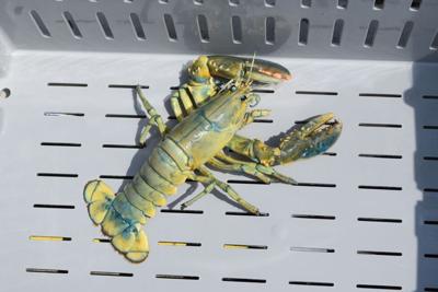 Imran Potato ‘Blue Lobster’ for Sale in Fresno, CA - OfferUp