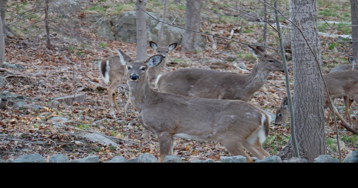 Deer tags for roadkill in demand News