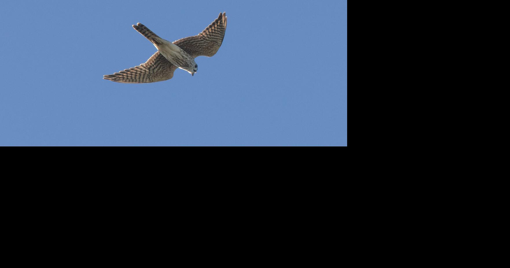 Catch migrating raptors at the Cadillac Mount Hawk Watch | Nature ...