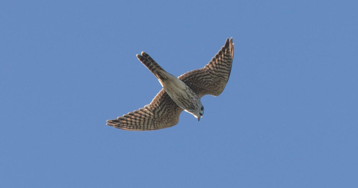 Catch migrating raptors at the Cadillac Mount Hawk Watch | Nature ...