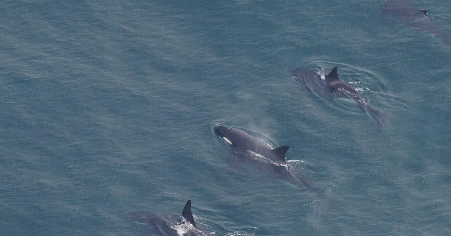 Rare killer whale pod spotted off Nantucket - Vimarsana News