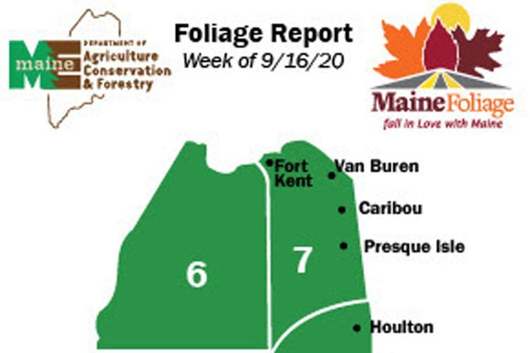 Maine foliage reports return Arts & Living