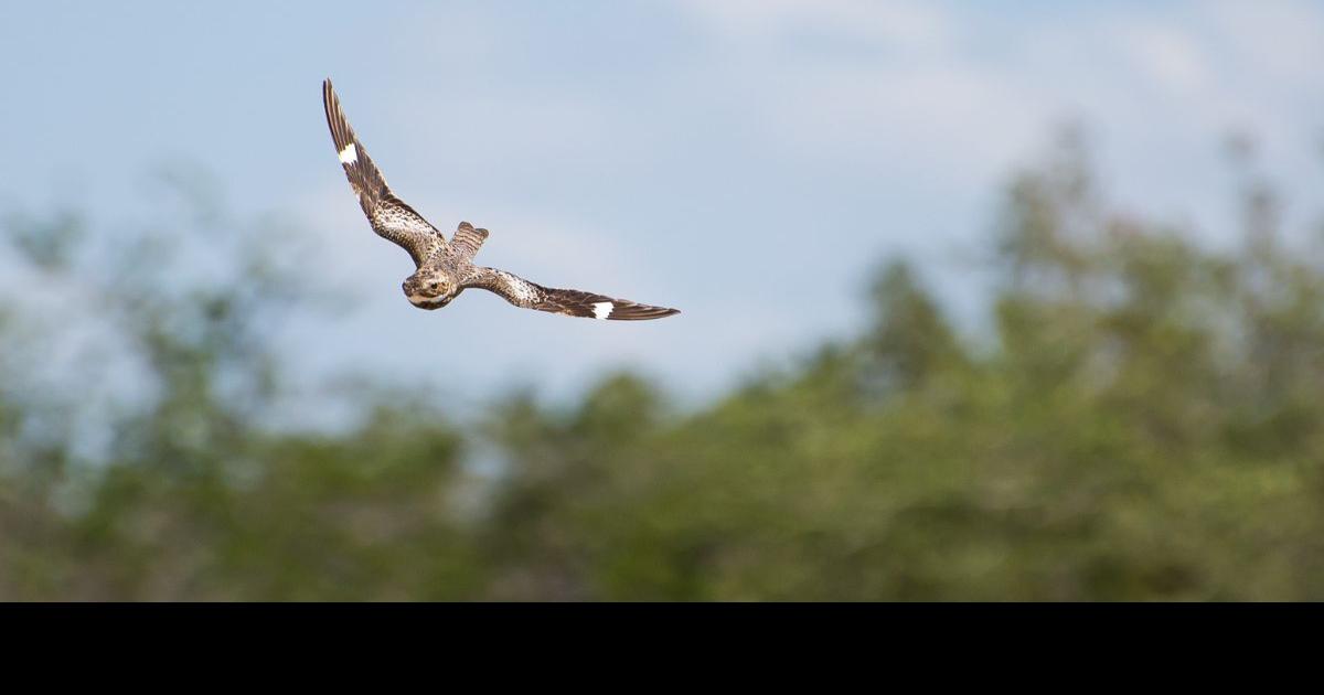 Nature: Fall is fast approaching | Columnists | mdislander.com
