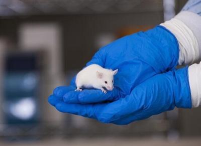 Jackson Lab Mouse Mouse food made in Maine | News | mdislander.com