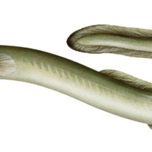 DMR seeks proposals to grow glass eels in aquaculture facilities - Vimarsana News