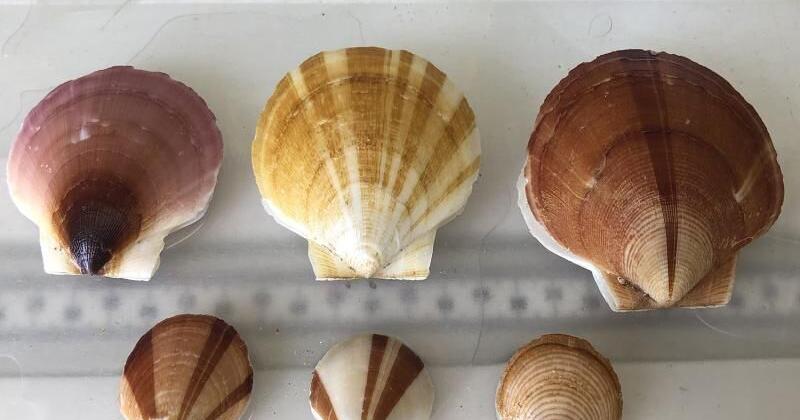 Sea scallop survey canceled - Vimarsana News
