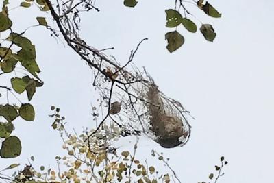 Fall webworm nest