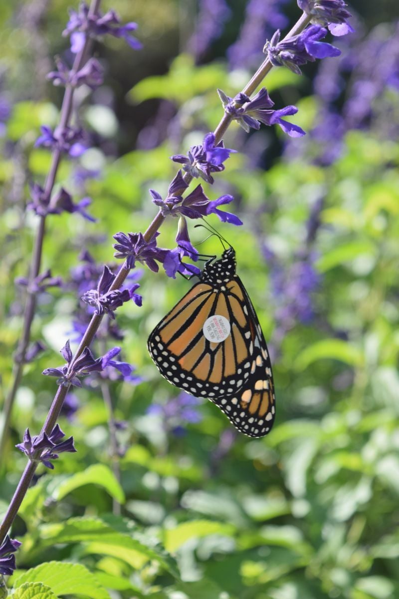 Butterfly Tagging Is Highest Yet At Charlotte Rhoades Garden | News ...