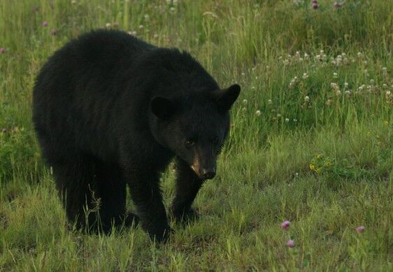 Black bear warning sign in Acadia National Park