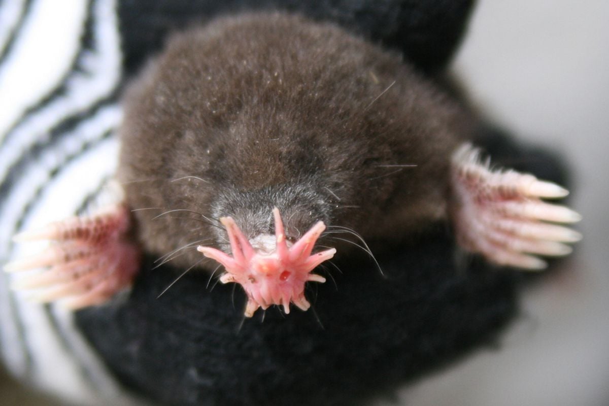 star nosed mole g force