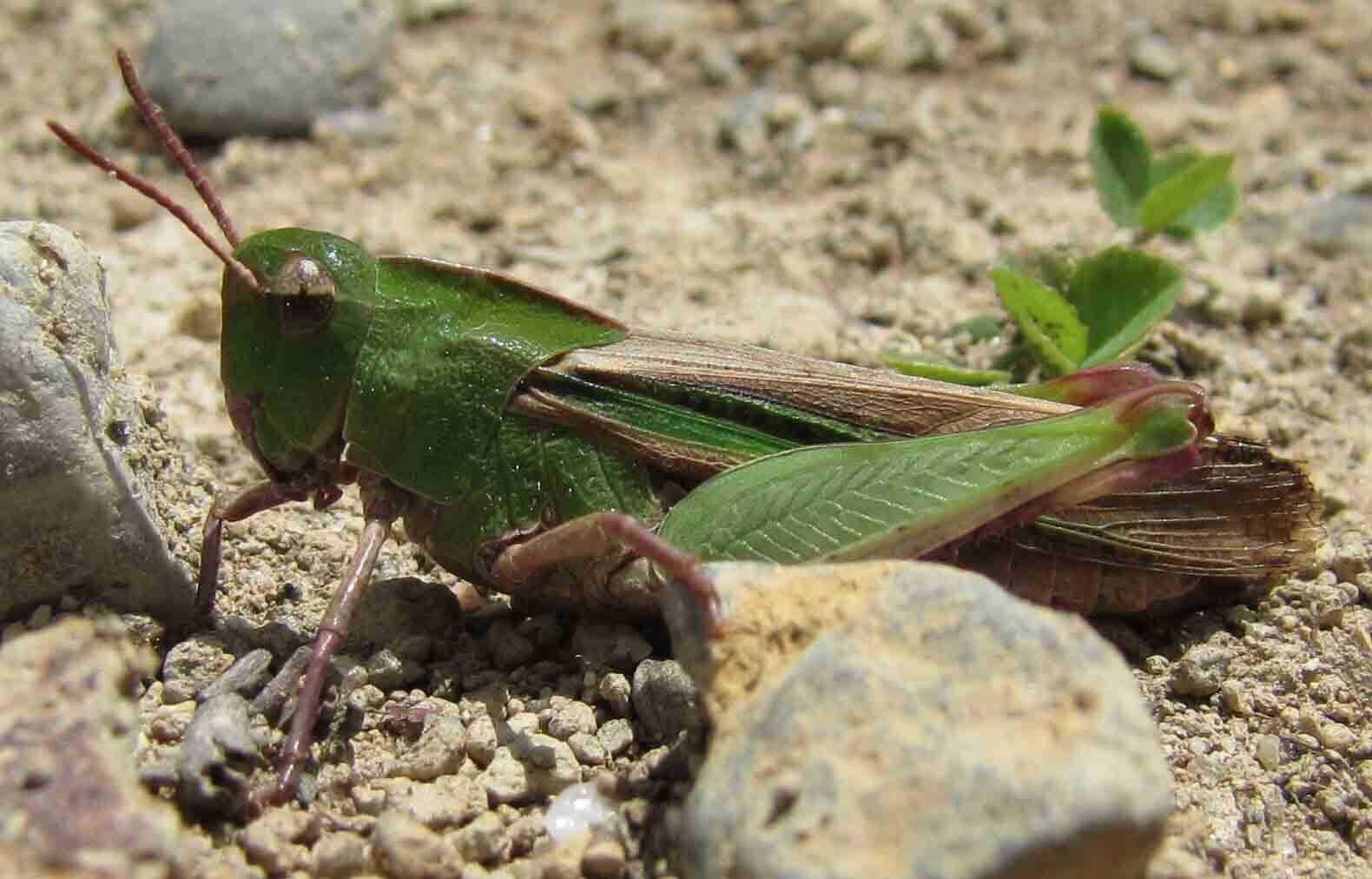 Nature: Insects 'sing' the fall season | Nature | mdislander.com