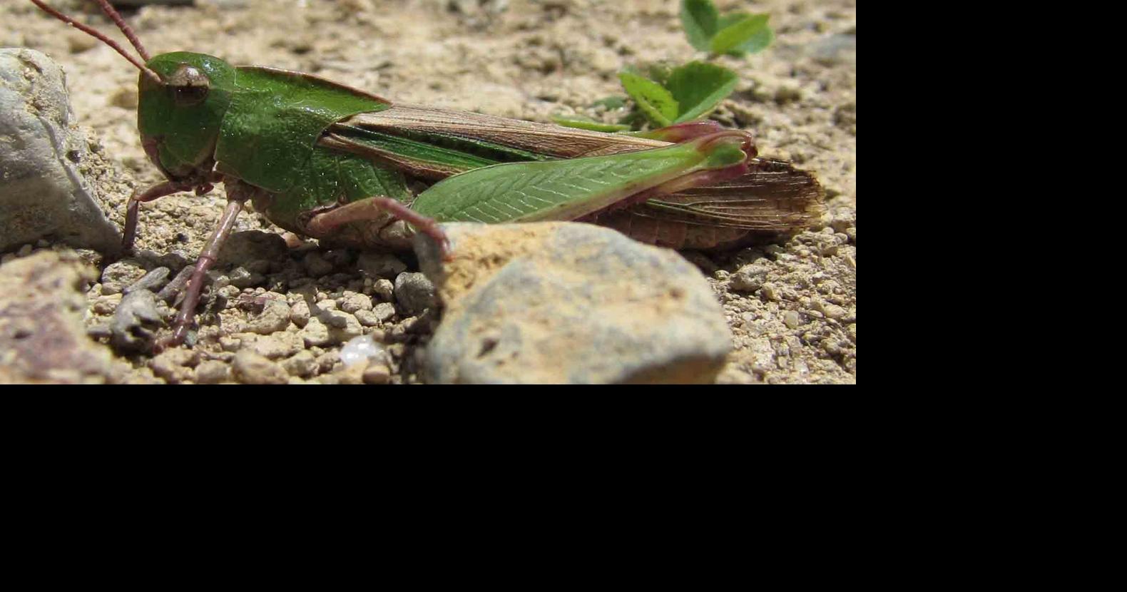 Nature: Insects 'sing' the fall season | Nature | mdislander.com