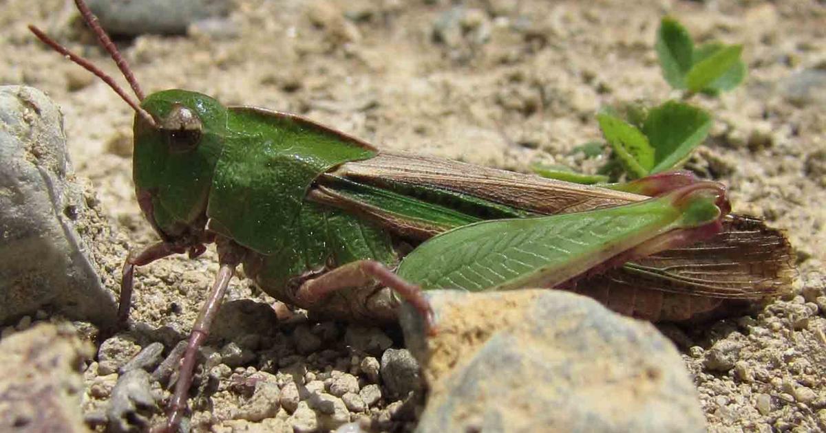 Zinger Insects Nature: Insects 'sing' the fall season | Nature | mdislander.com