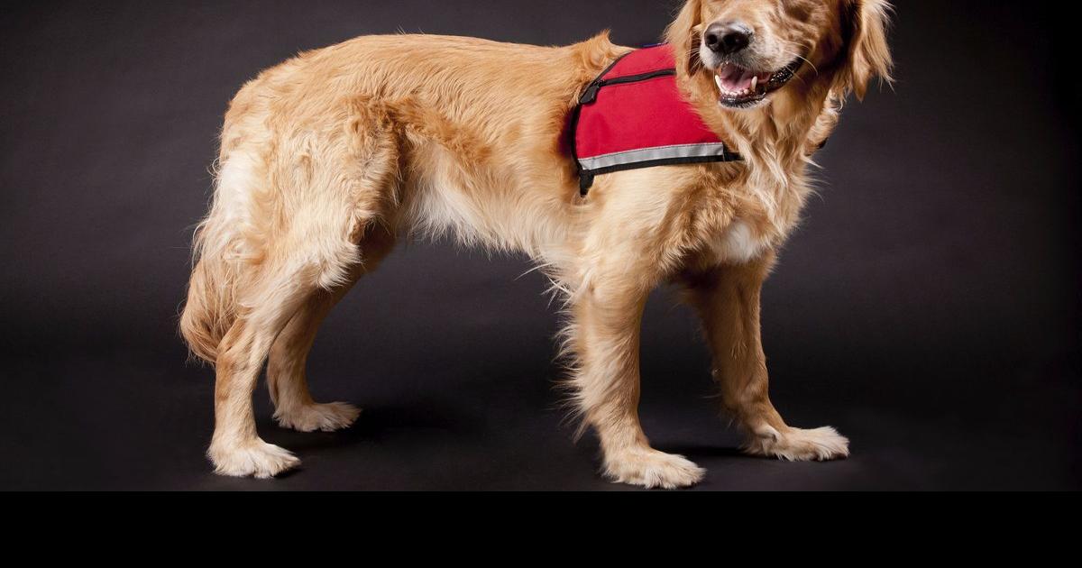 Service animal rules set for schools Education