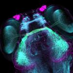 mdi biolab zebra fish