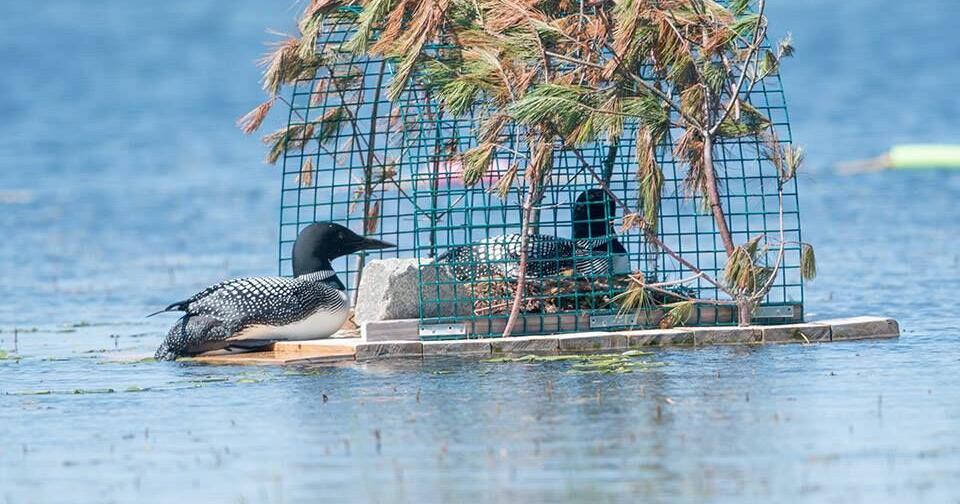 Join Maine Audubon's 40th loon count | Entertainment - Vimarsana News