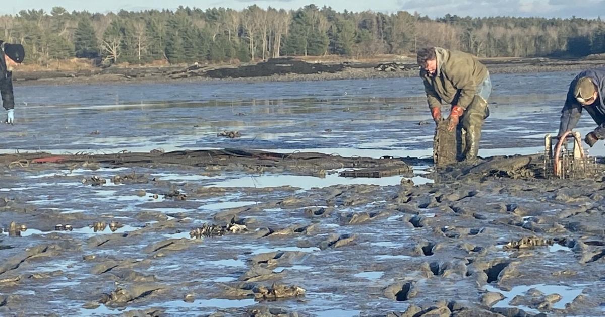 Diggers try new way to protect, grow resource | Maritime | mdislander.com