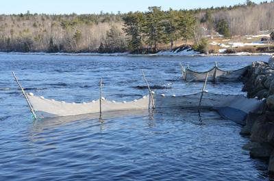 As elver season opens fishermen hope prices will rebound News
